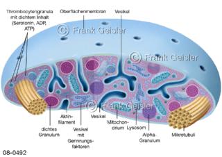 Blutzelle  Blutplättchen Thrombozyt, wichtig für Blutstillung und Blutgerinnung