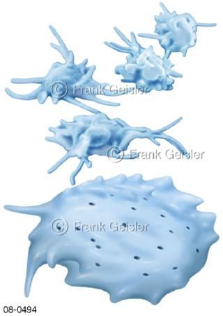 Blutzellen Blutplättchen Thrombozyten Pseudopodien