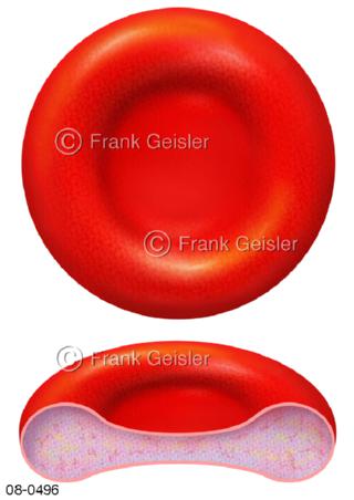 Blutzelle  Erythrozyt, rotes Blutkörperchen