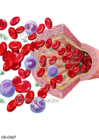  Blut, Blutzellen Blutkörperchen in Arterie