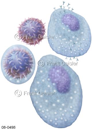 T-Zelle B-Lymphozyt B-Zelle, Reifung Plasmazelle