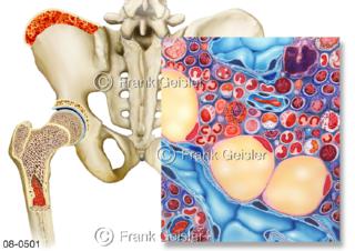 Blutbildung in Knochenmark aus Knochen Becken Oberschenkelknochen