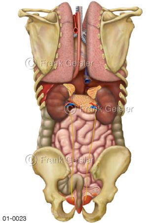 Anatomie innere Organe von dorsal