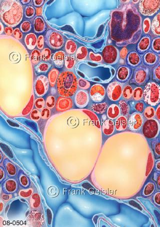 Blut, Blutzellen im Knochenmark, Stammzellgewebe