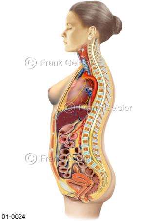 Anatomie innere Organe der Frau von lateral