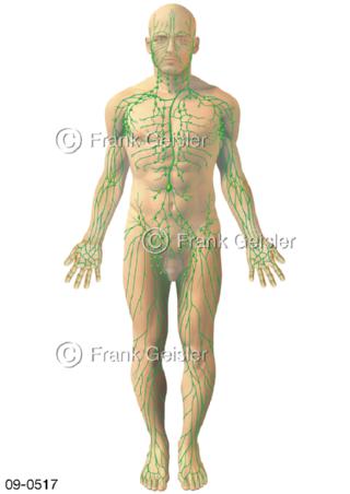 Lymphgefäße Lymphbahnen Lymphstämme Mann