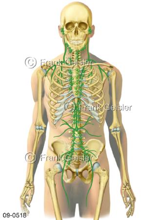 Immunsystem, Lymphbahnen Lymphknoten Mann