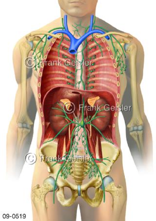 Lymphbahnen Lymphknoten im Körper