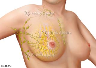Brust Brustdrüse mit Brustgewebe Lymphgefäße und Lymphknoten