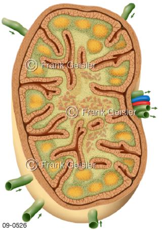 Histologischer Schnitt durch Lymphknoten