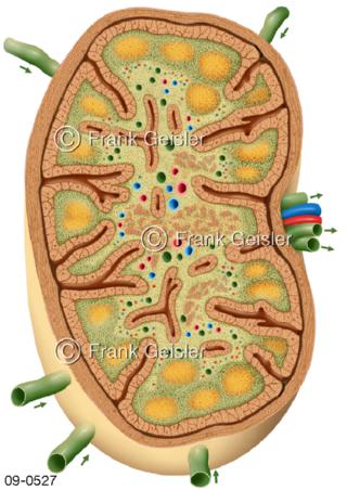 Histologische Struktur Lymphknoten