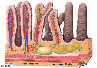 Lymphsystem, Dünndarm mit Darmzotten, Peyer-Plaques mit Lymphfollikel