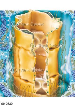 Schnitt durch Lymphgefäß mit Taschenklappen