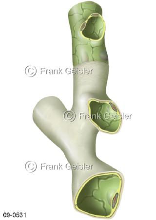 Lymphgefäß Lymphkapillare