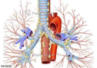 thorakale Lymphknoten Lymphgefäße im Bereich der Bronchien