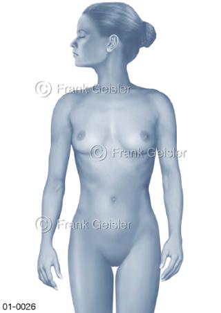 Anatomie Oberfläche einer Frau von vorn