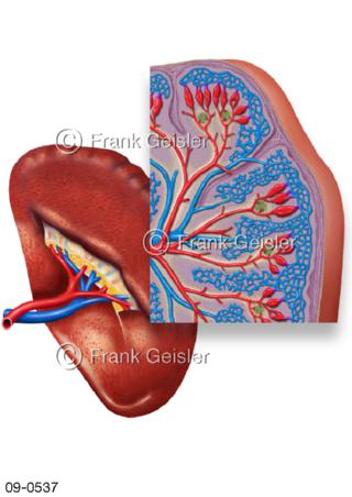 ymphatisches Organ Milz mit Milzhilus