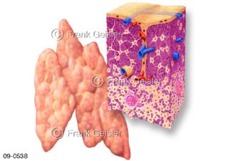 Lymphatisches Organ Thymus Bries, Histologie Thymusdrüse