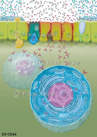 Mastzelle bei Entzündung Schleimhaut Mukosa