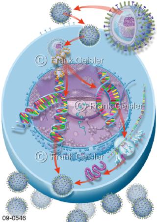 Vermehrungszyklus von Viren in Zelle, Grippevirus