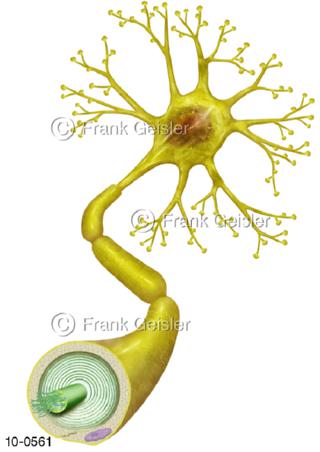 Aufbau Nerven Nervenzelle Neuron