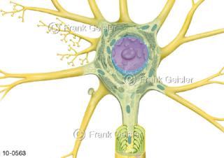 Nervenzelle Neuron mit Zellkern Mitochondrien endoplasmatisches Retikulum und Golgi-Apparat