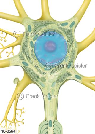 Histologie Zellorganelle Nervenzelle Neuron