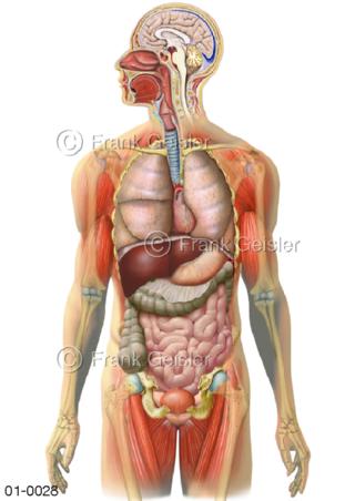 Organe im Körper beim Mann von vorn