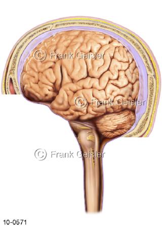 ZNS Gehirn Rückenmark lateral