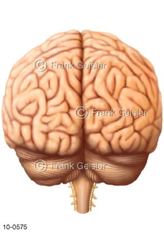 Gehirn, Großhirnhälften Kleinhirn Rückenmark dorsal