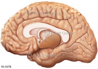 ZNS Gehirn, Großhirn Großhirnhälfte lateral