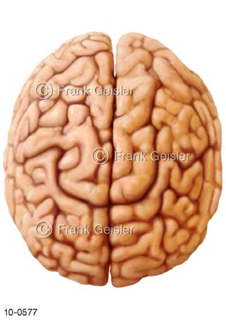 Gehirn Großhirnrinde, Hirnoberfläche Großhirn