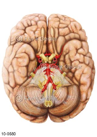 Gehirn, Nerven Gefäße Hirnbasis