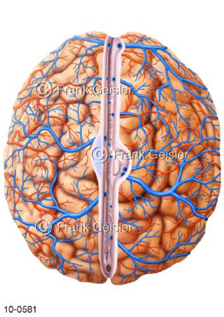 Hirngefäße Arterien Venen, Draufsicht