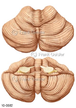 Kleinhirn Cerebellum dorsal ventral