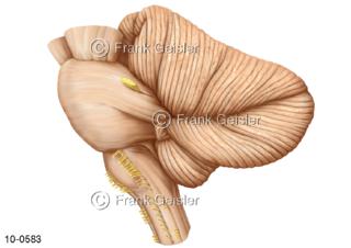 Kleinhirn Cerebellum, seitliche Ansicht mit Brücke und Rückenmark