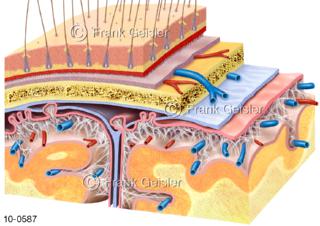 Schichten Hirnhaut Menigen Gehirn sowie Schädelknochen mit Kopfhaut