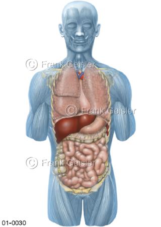 Innere Organe beim Mann von vorn
