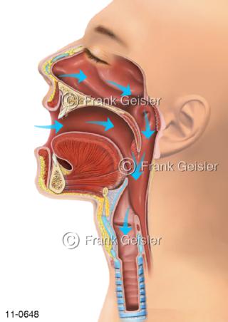 Atemsystem, Mund-Nasen-Atmung beim Schlafen