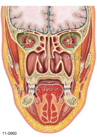 Frontalschnitt Kopf, Nasenhöhle Nasennebenhöhlen Mundhöhle