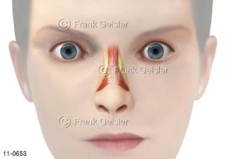 Anatomie Atemorgan Nase mit Nasenbein Nasenmuskel