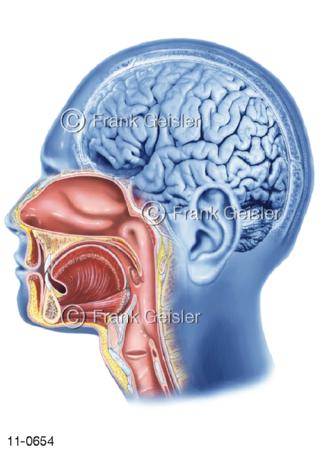 Atemtrakt, Nase Mund Rachen Kehlkopf medial