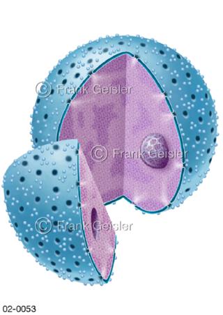 Zellkern, Nukleus geöffnet mit Nucleolus