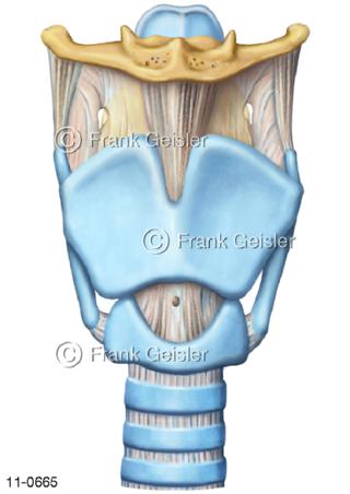 Kehlkopf Larynx mit Luftröhre Trachea
