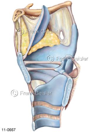 Kehlkopf Larynx mit Luftröhre Trachea laterall