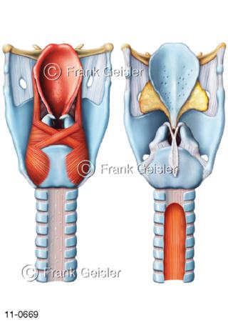 Kehlkopf Larynx mit Luftröhre Trachea dorsal