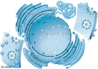 Zellwand, Kernhülle des Nukleus mit Endoplasmatisches Retikulum ER