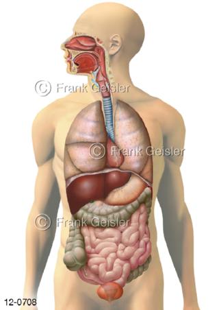  Verdauungssystem, Organe im Verdauungstrakt