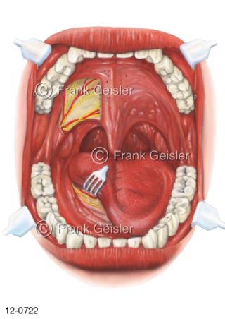 Verdauungssystem, Mundhöhle Schleimhaut Mund und Rachen
