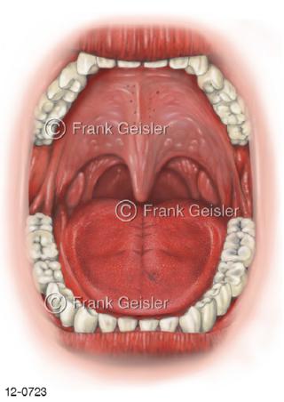 Verdauungssystem, Mundhöhle Mund Zunge und Rachen